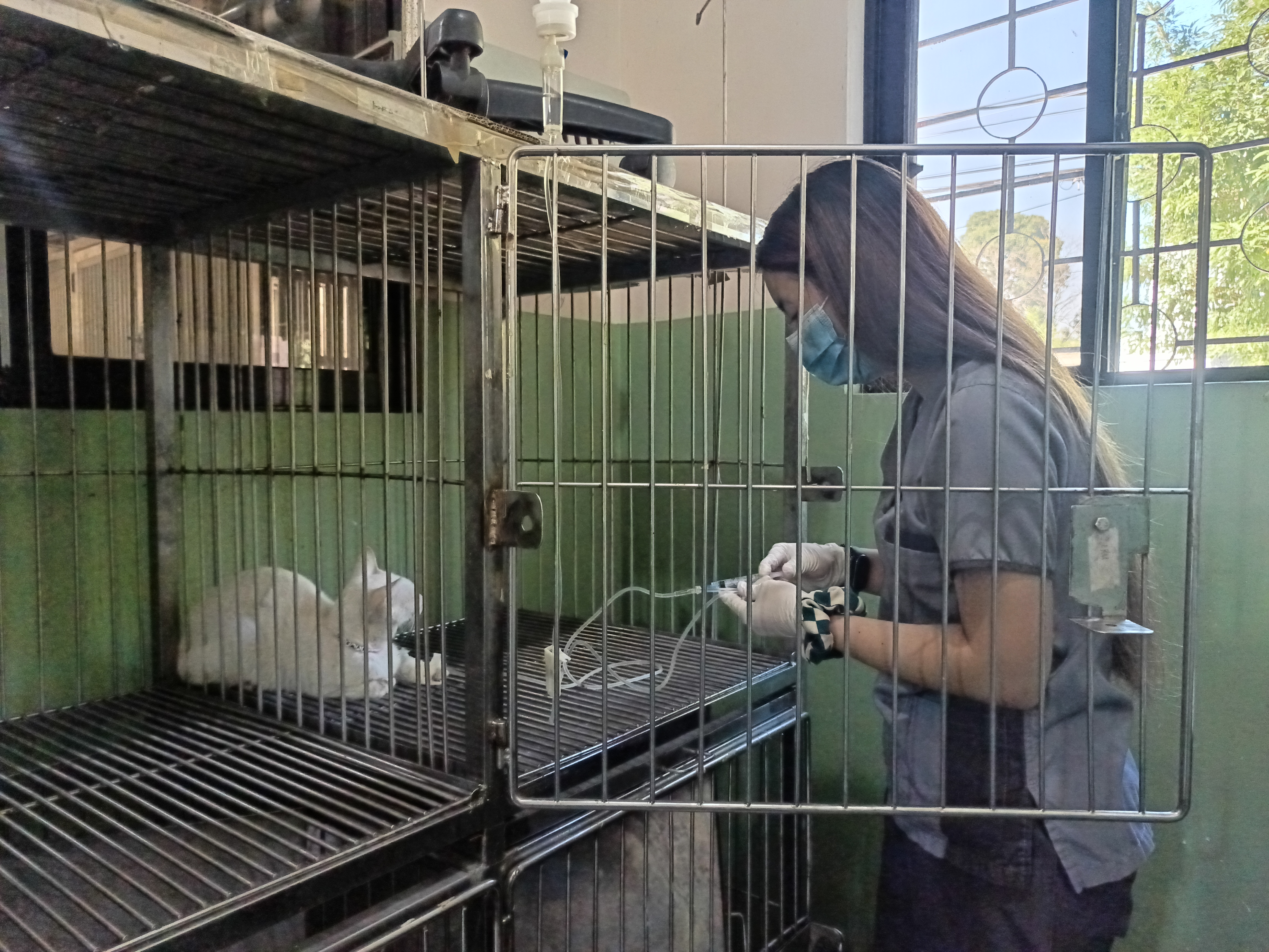 Animal Wellness Check